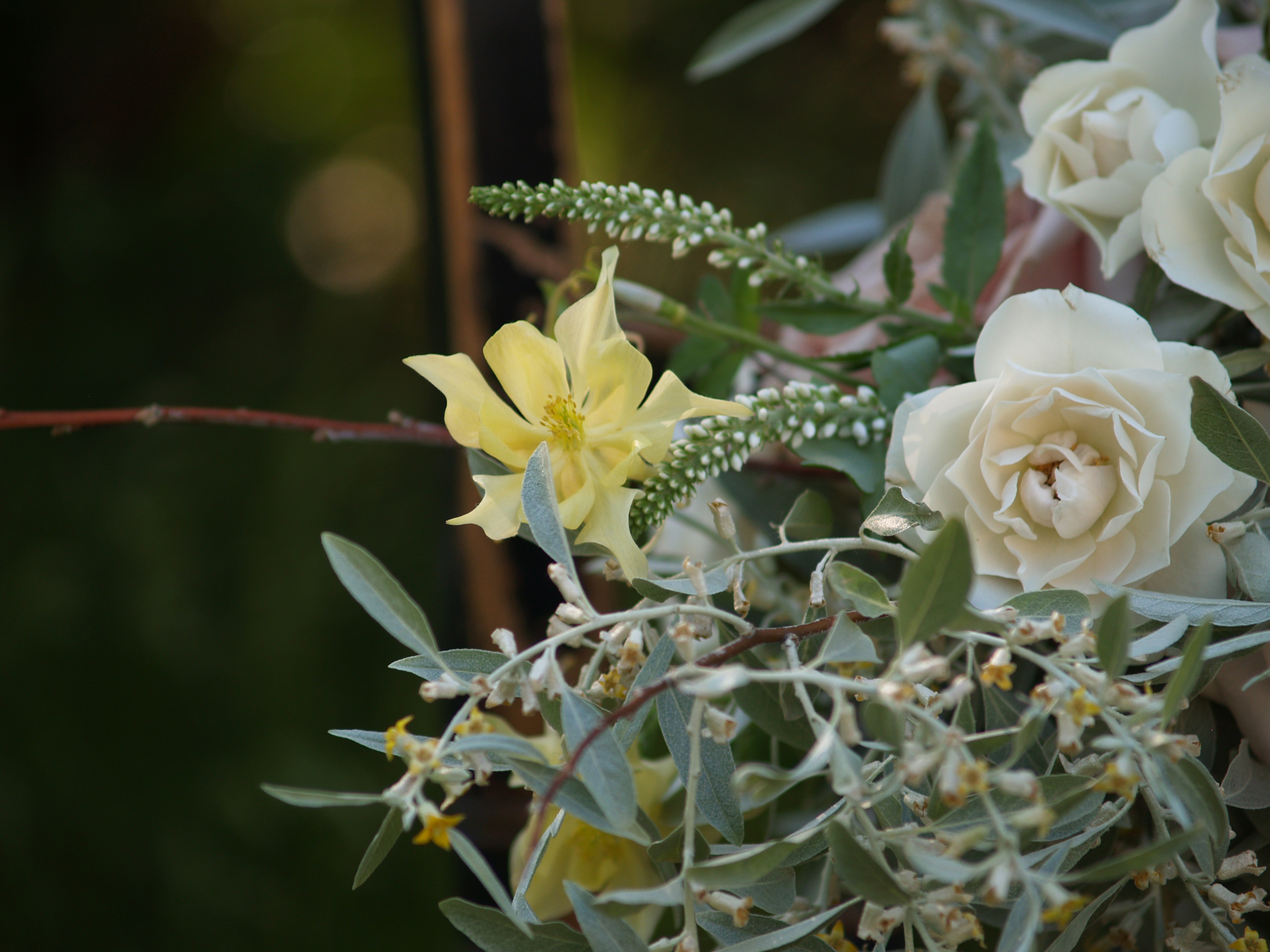 rustic arrangement close up of yellow columbine bloom